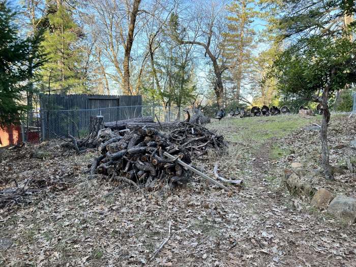 A pile of dead branches and old wood in a yard beside a fenced enclosure
