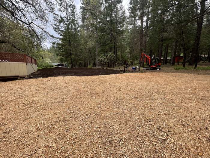 A forest lot cleared down to bare ground, the trees left standing