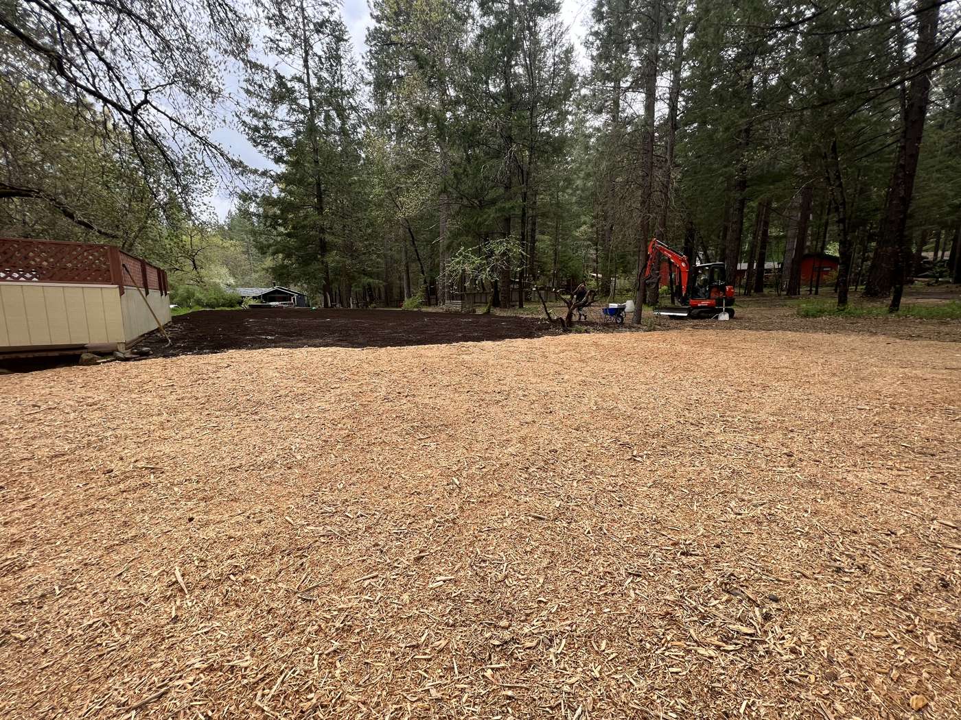 A forest lot cleared down to bare ground, the trees left standing