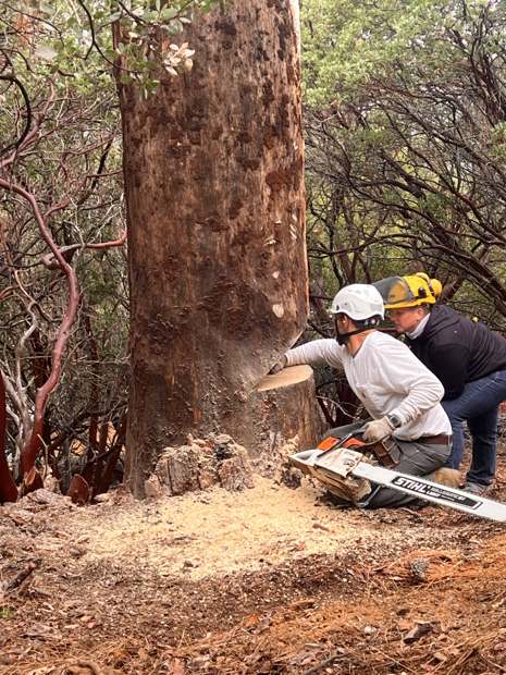 Two R2 crew in hard hats cutting the face notch in a large trunk