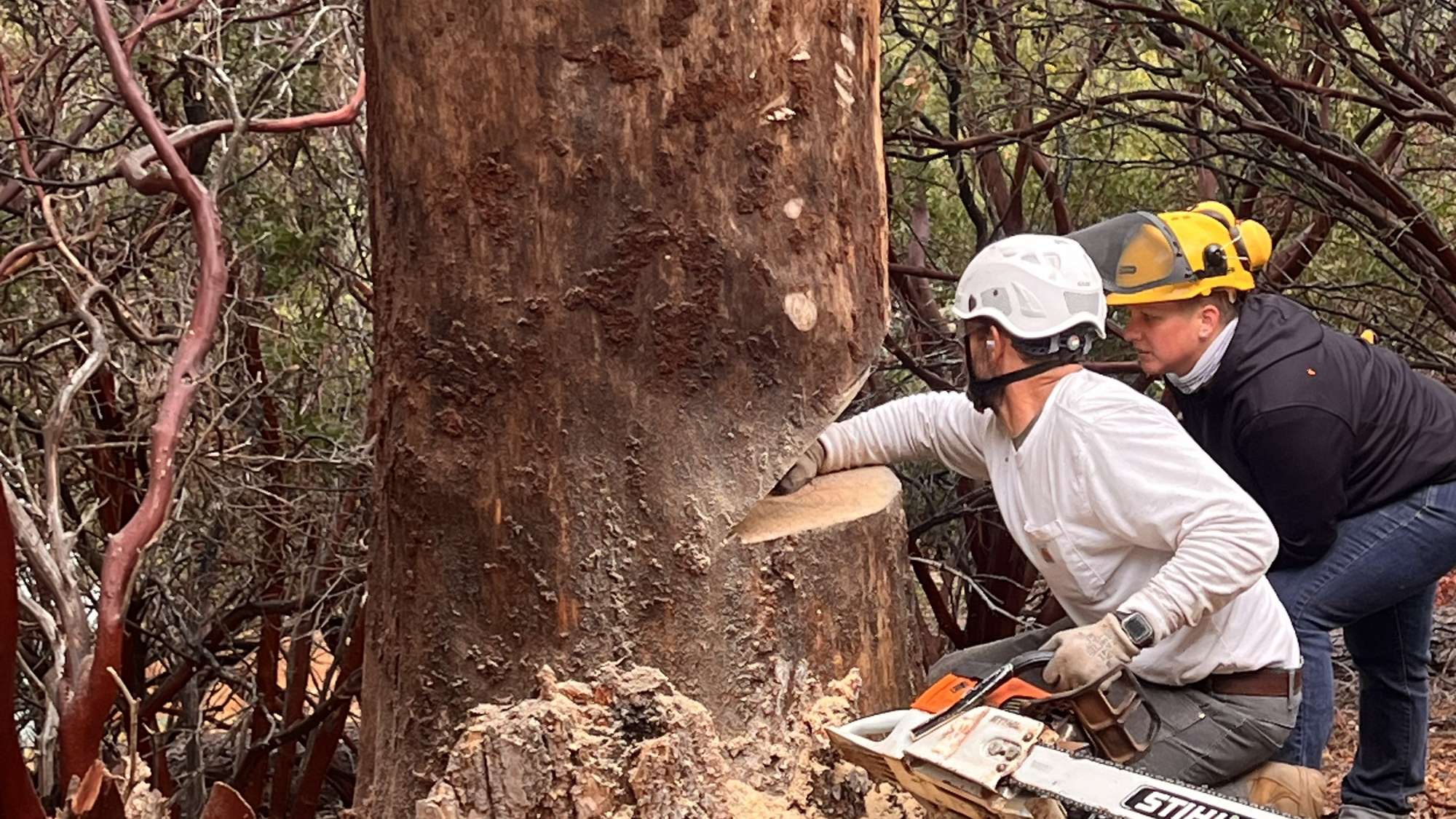 Two R2 crew in hard hats cutting the face notch in a large trunk among burned manzanita