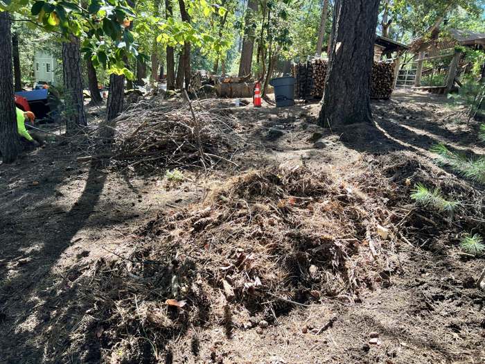 A county defensible space clearing job: ladder fuels trimmed and ground cover fuel reduced under the pines