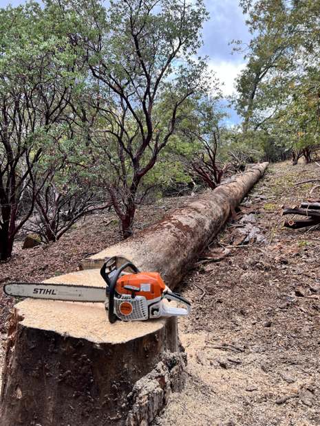 A felled log on a hillside with the chainsaw resting on the stump