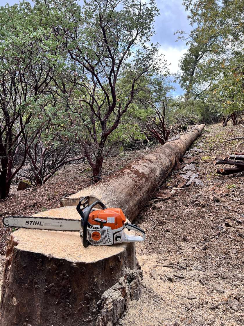 A felled log on a hillside with the chainsaw resting on the stump