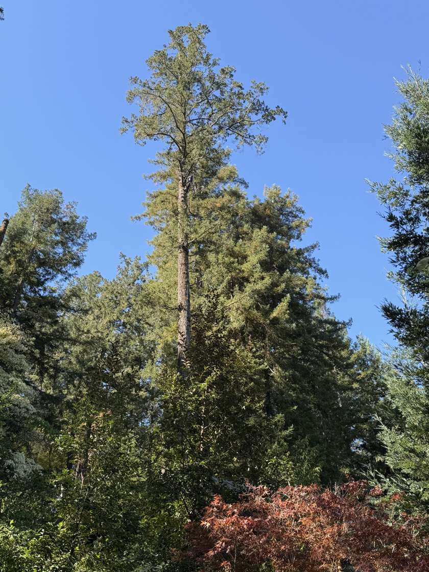 Tall firs and redwoods against a blue sky