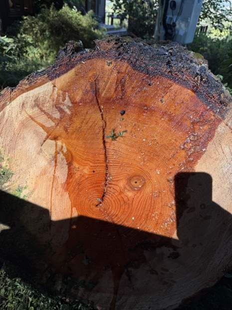Cross-section of the cut fir showing the internal crack found in the assessment
