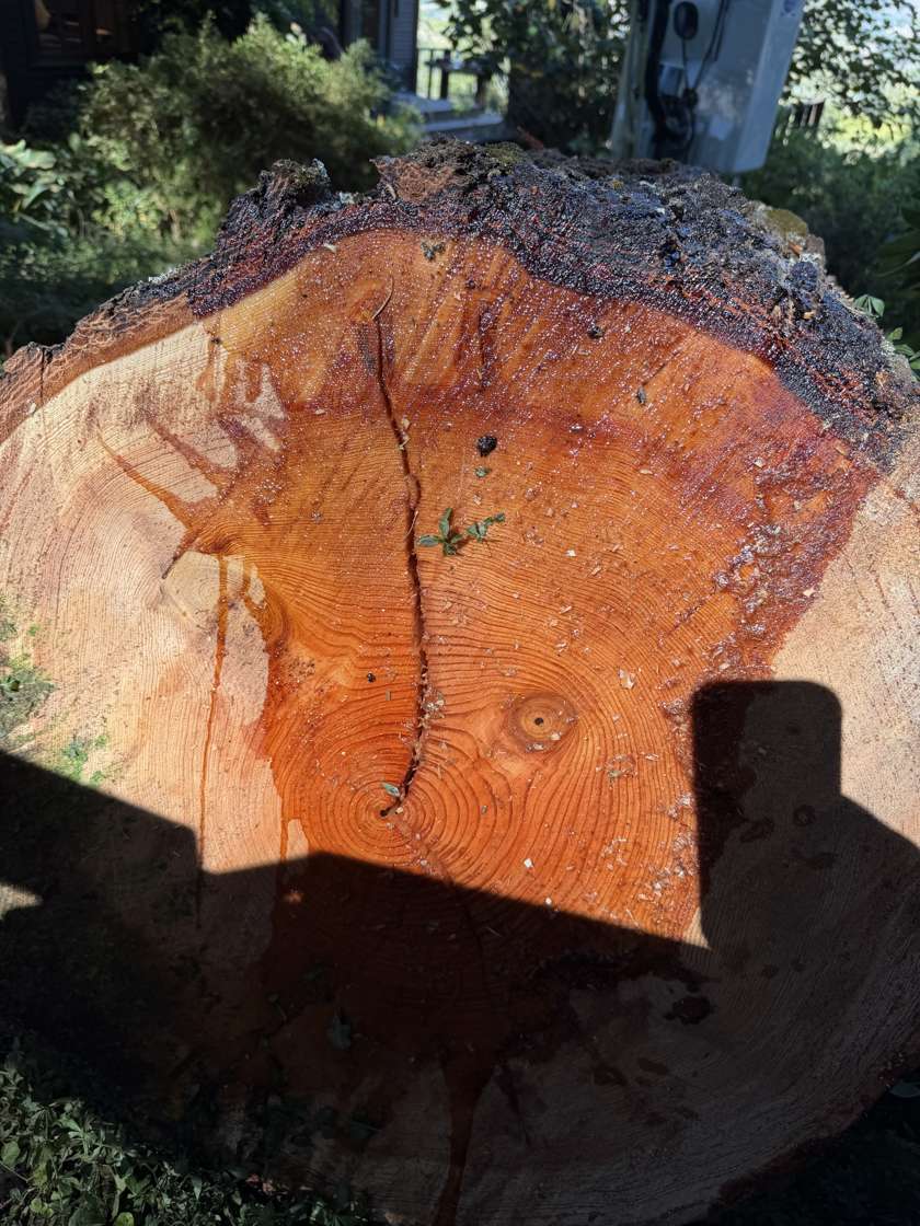 Cross-section of the cut fir showing the internal crack found in the assessment