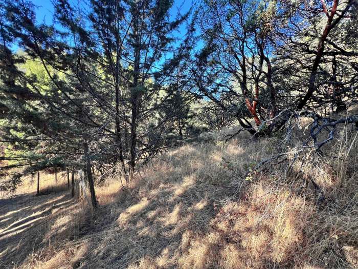 Dry grass and low branches on a hillside fire clearing job