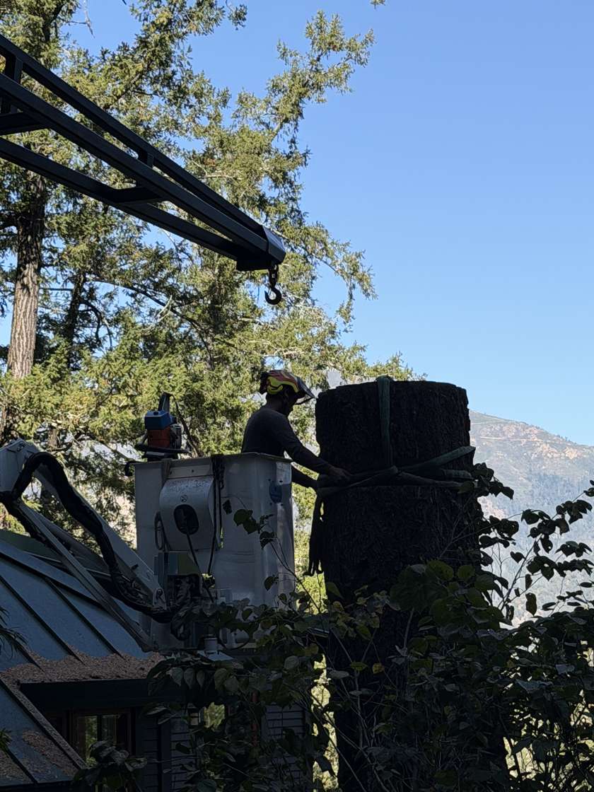 Two R2 crew in the lift basket cutting the top of a fir trunk, with the valley behind