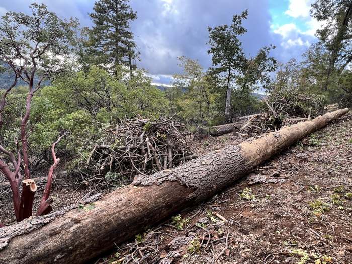 A long felled pine log lying on a brushy hillside next to cut brush