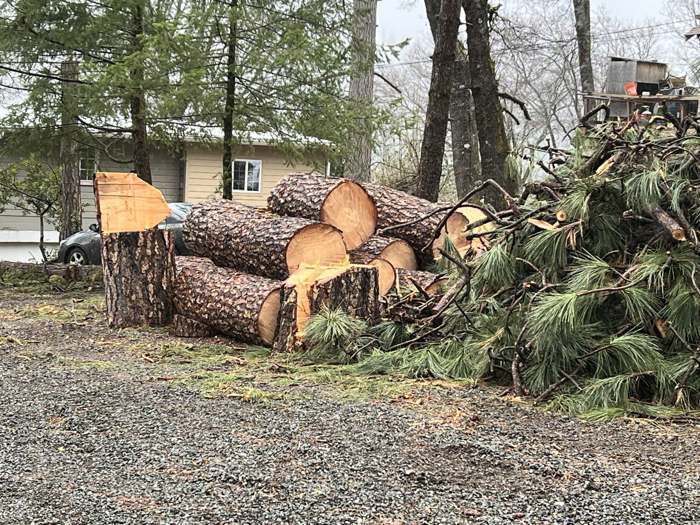 Big pine logs cut into rounds and a pile of green slash beside a driveway, ready to haul