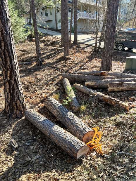 Cut pine logs lying among the trees below a house, a log tong on the nearest one