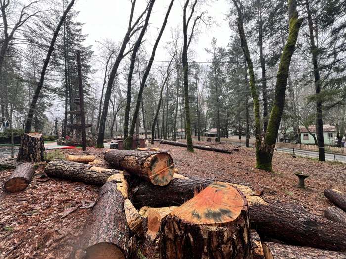 Fresh-cut pine rounds and long logs on the ground in a wooded lot