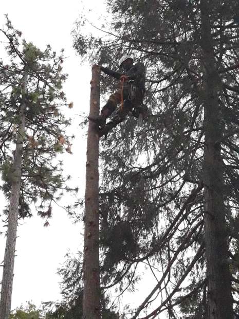 Robert climbing a tall limbed pine trunk with a saw