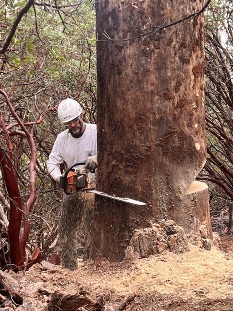 R2 sawyer making the back cut on a big tree with a long-bar saw