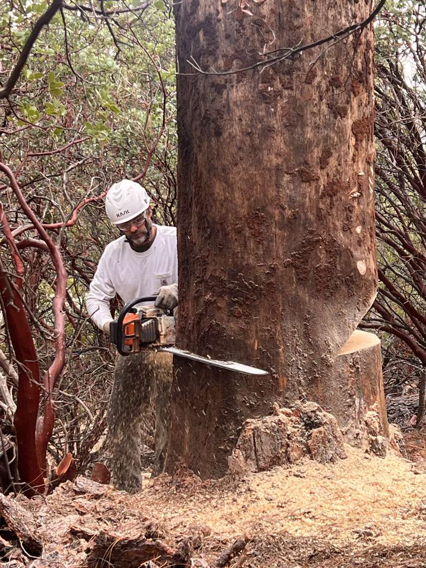 R2 sawyer making the back cut on a big tree with a long-bar saw
