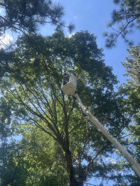 Spider lift basket up in an oak canopy for trimming