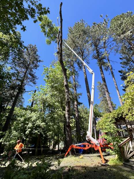 Spider lift reaching into tall pines beside a house
