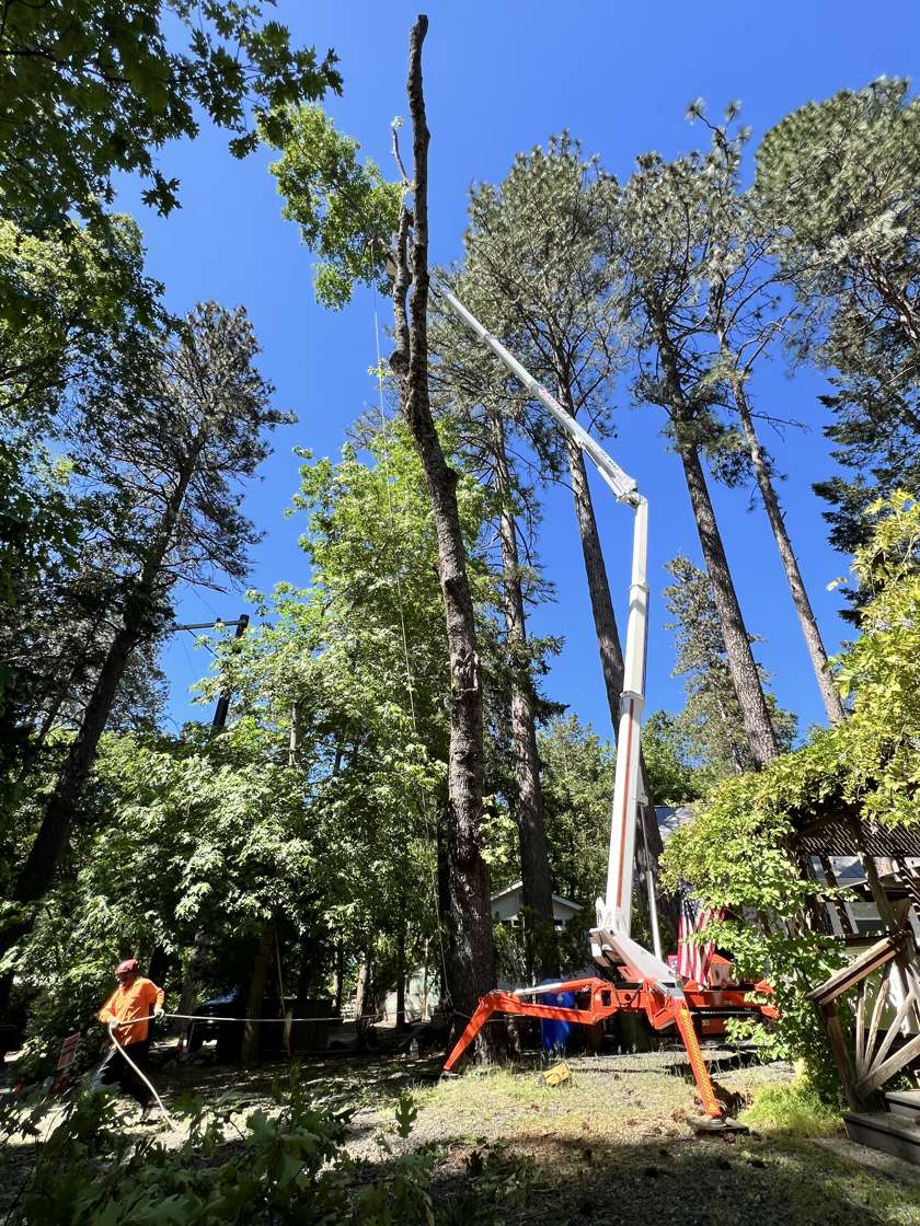 Spider lift reaching into tall pines beside a house