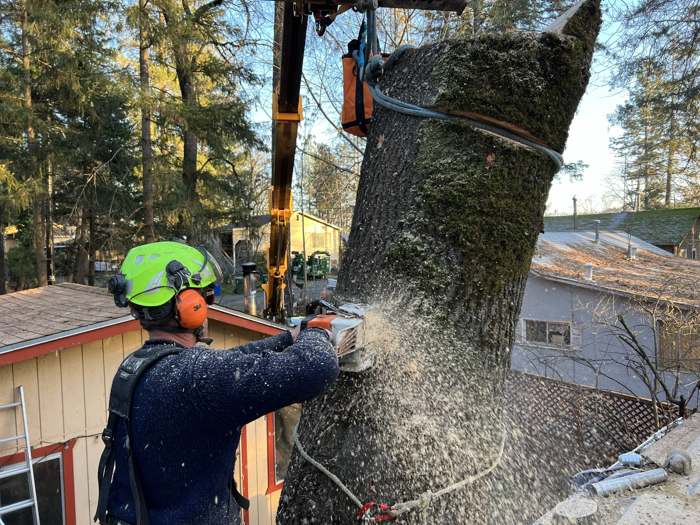 An R2 crew member sawing through a trunk held by the machine beside a house