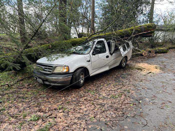 A long pine trunk lying across the cab and bed of a white pickup truck