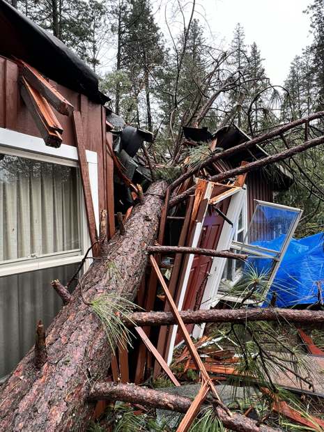 A pine trunk smashed through the wall and window of a house, a blue tarp behind it
