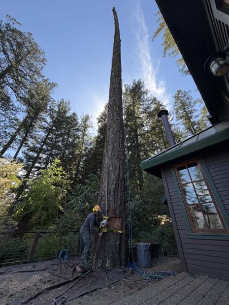 A limbed fir trunk standing right against a cabin deck, with a crew member at the base
