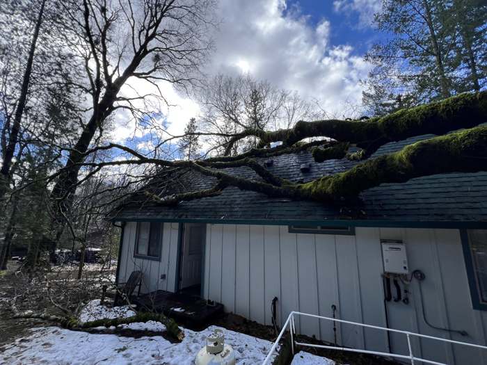 A big tree fallen onto a house after a winter snow storm