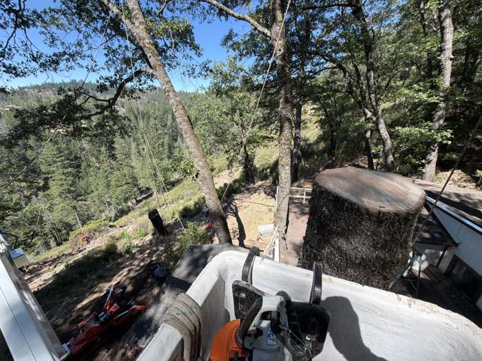 View from the lift basket down onto a cut trunk section on the ground